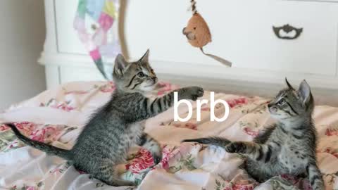 Kitty online show from November 2025 12:22:01 AM