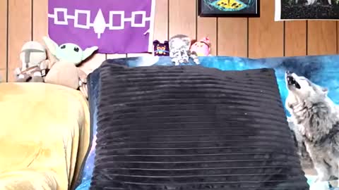 Snapshot of prettysolidd7 chatting on January 2025 02:52:01 PM prettysolidd7 online show from January 2025 02:52:01 PM