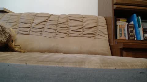 Prince Of Prague online show from February 2025 08:22:01 AM