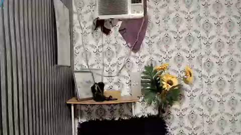 Snapshot of queen_elicktra chatting on September 2025 11:05:02 PM JOY online show from September 2025 11:05:02 PM