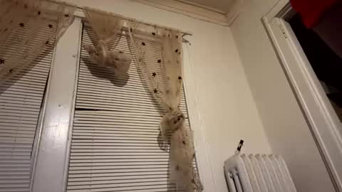 tranzGODess online show from December 2024 05:53:02 AM