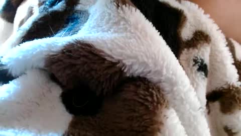 risingphoenix23 online show from April 2026 10:12:02 PM