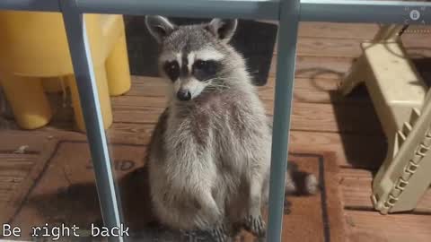 Snapshot of rndmzd chatting on February 2025 11:36:02 AM Ryan aka KeylimeRy online show from February 2025 11:36:02 AM