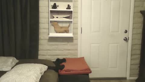 roinaz online show from January 2025 06:55:02 AM