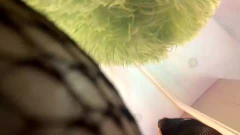   online show from November 2025 11:42:01 AM