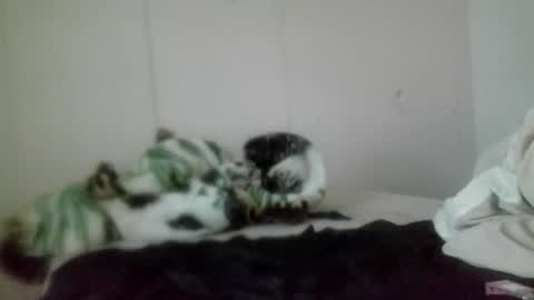 Roxy and Brock online show from November 2025 07:36:02 PM