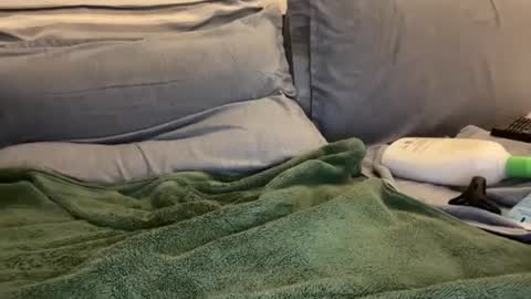 Snapshot of ryanstann4 chatting on January 2025 05:57:01 AM Ryan online show from January 2025 05:57:01 AM