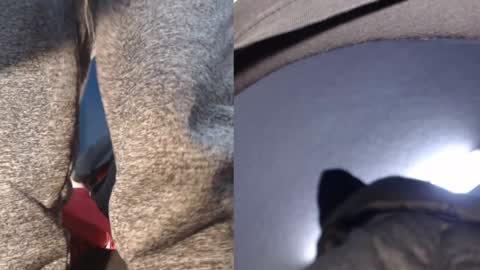 Snapshot of ryushi009 chatting on January 2025 05:38:01 AM Ryushi009 online show from January 2025 05:38:01 AM