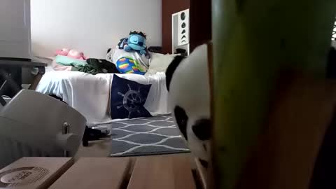 Snapshot of salis1981 chatting on February 2025 01:54:01 AM salis1981 online show from February 2025 01:54:01 AM