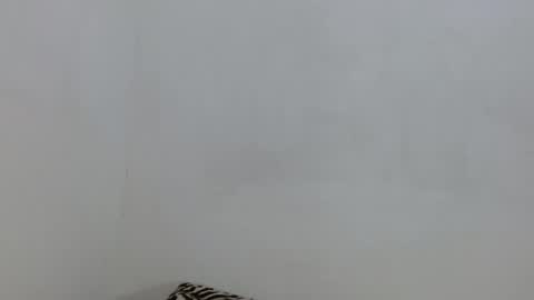 salome online show from November 2025 06:29:01 PM