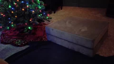 Snapshot of scout_has_fun chatting on December 2024 04:56:01 AM Scout has fun online show from December 2024 04:56:01 AM