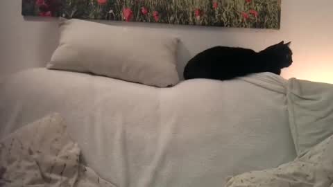 Sexurbation online show from January 2025 10:46:01 PM