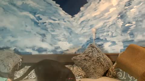 ENI pvt moan your name  WHEN I M NOT online you tell me in SNAPCHAT deal yes add me...  FREE TWITTER magiconline101...... online show from February 2025 11:46:01 PM