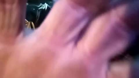 Shamroc online show from February 2025 12:55:02 PM