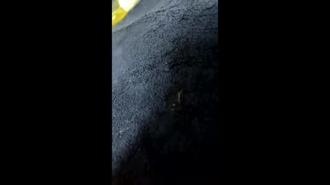 Snapshot of shurthingxx chatting on January 2025 12:22:01 PM shurthingxx online show from January 2025 12:22:01 PM