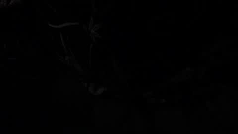 Snapshot of silverco68 chatting on January 2025 10:58:01 AM notyourdaddy online show from January 2025 10:58:01 AM