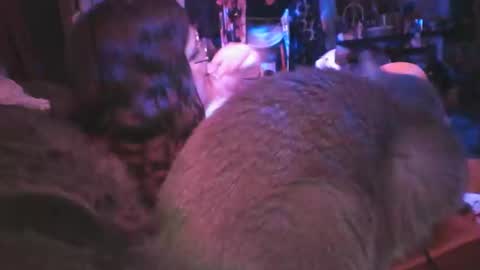 Siofra online show from March 2025 09:25:02 AM