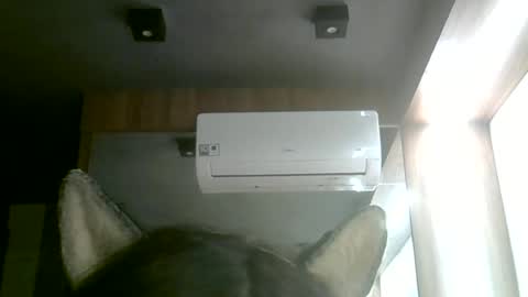 Snapshot of skinnykittencam chatting on June 2026 02:24:02 AM skinnykittencam online show from June 2026 02:24:02 AM
