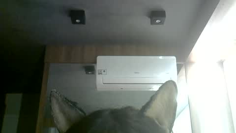 Snapshot of skinnykittencam chatting on June 2026 01:28:02 PM skinnykittencam online show from June 2026 01:28:02 PM