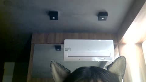 Snapshot of skinnykittencam chatting on June 2026 10:48:01 AM skinnykittencam online show from June 2026 10:48:01 AM