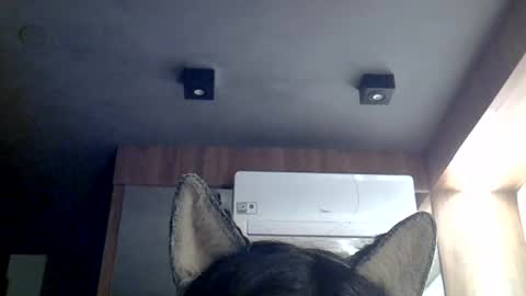 Snapshot of skinnykittencam chatting on July 2026 07:43:01 AM skinnykittencam online show from July 2026 07:43:01 AM