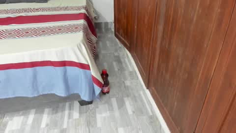 Shopiia88 online show from February 2026 12:23:02 PM