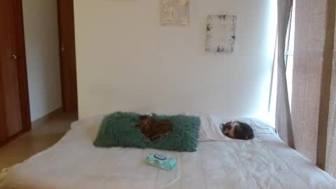      online show from February 2026 08:43:01 PM