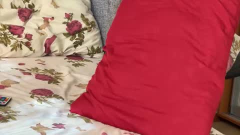 Chris online show from September 2025 07:52:02 AM