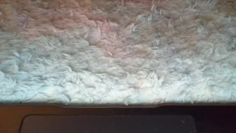 Suseee online show from April 2026 02:39:01 PM