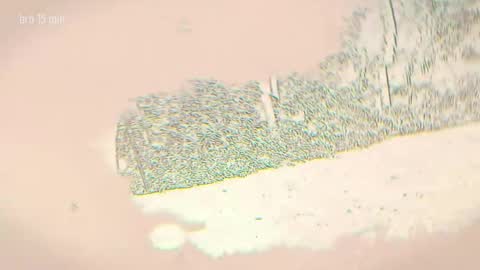 TAANNI online show from April 2026 11:13:02 PM