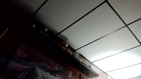 Snapshot of talldrink62 chatting on October 2025 02:48:02 AM The Man of Steel online show from October 2025 02:48:02 AM