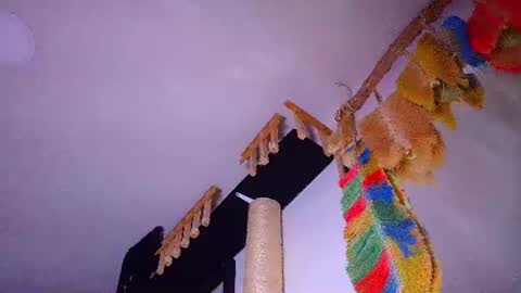Snapshot of the_dog_lian chatting on July 2026 02:13:01 PM the dog lian online show from July 2026 02:13:01 PM