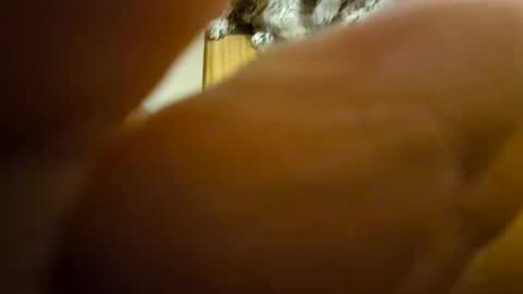 Snapshot of toadinhole chatting on December 2024 11:35:01 AM Toady online show from December 2024 11:35:01 AM