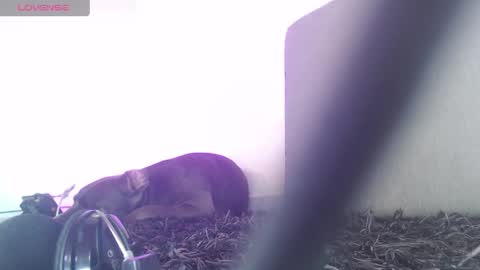   Thomas    online show from April 2026 07:22:01 PM