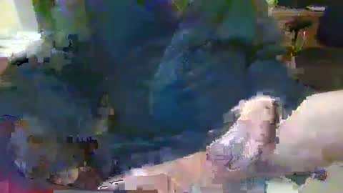 Snapshot of topcat127 chatting on January 2025 07:10:02 AM Topcat127 online show from January 2025 07:10:02 AM