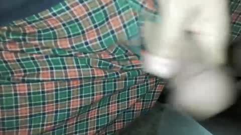 Snapshot of travelingmantla chatting on January 2025 07:06:02 AM Daddy Edgalot online show from January 2025 07:06:02 AM