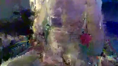 Snapshot of trevorreinson chatting on November 2025 01:37:01 PM Trevor Reinson online show from November 2025 01:37:01 PM