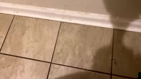  The real Mandingo  online show from February 2025 02:21:01 PM