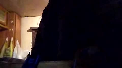 Tintilizing Excitement online show from February 2025 12:05:02 PM