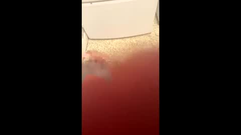 Slave bitch online show from March 2026 02:59:02 AM