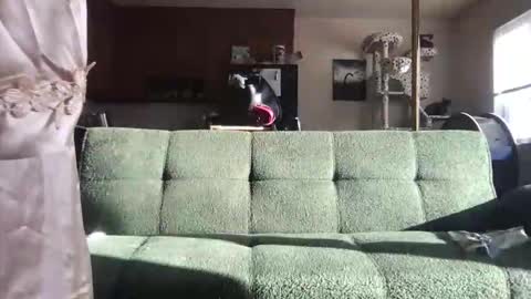 Snapshot of venustheflytrap chatting on May 2026 11:23:01 PM venustheflytrap online show from May 2026 11:23:01 PM