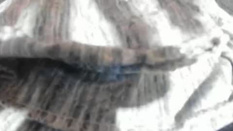 Snapshot of virgowithabig chatting on March 2026 11:25:01 AM Virgowithabig online show from March 2026 11:25:01 AM