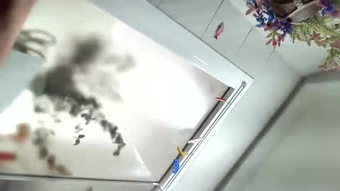 Viv online show from December 2024 11:54:02 AM