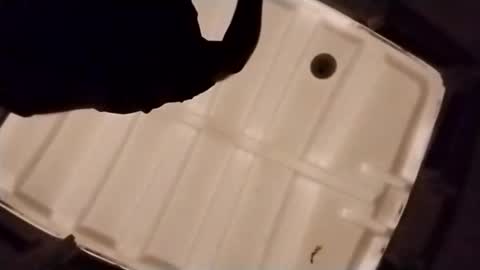 waffywaff77 online show from December 2025 01:09:02 PM