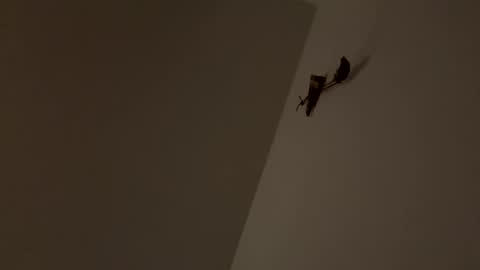 Snapshot of walter204 chatting on November 2025 08:18:01 PM walter204 online show from November 2025 08:18:01 PM