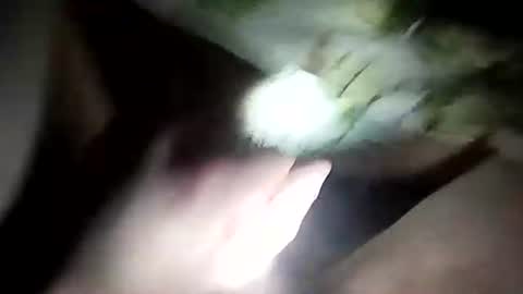 wariatos3 online show from January 2025 12:17:01 AM