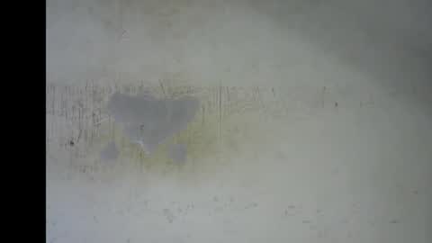 Bella online show from January 2026 07:19:01 PM