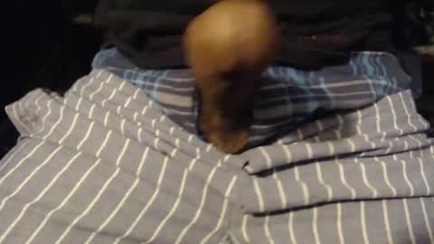 Snapshot of xentric777 chatting on October 2025 08:04:02 AM xentric777 online show from October 2025 08:04:02 AM