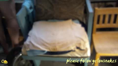 .     y e l l o w s n a k e s       . online show from March 2026 03:08:01 PM