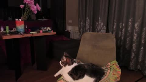 Max online show from November 2025 04:33:02 AM